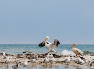 Pelican walking flapping wings