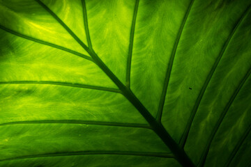 green palm leaf