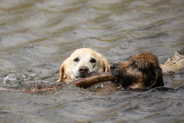 Hunde mit Stock am See