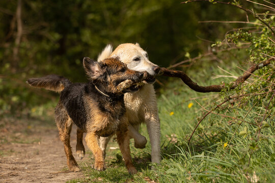 Cynophile Bilder Durchsuchen 3,004 Archivfotos, und