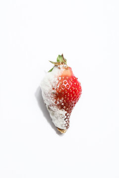 rotten strawberry on white background.global hunger problem. copy space. overconsumption, food waste concept. spoiled, dangerous food.
