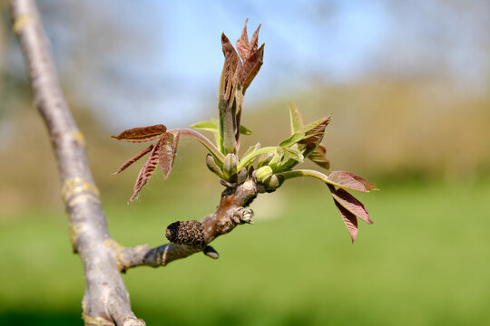 Jeunes feuilles de noyer en éclosion au printemps