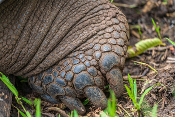 The foot of a Floreana giant tortoise