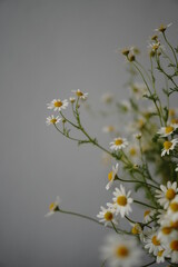 blossoming daisies  - 512637727