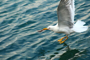 Seagull is hunting on the Sea