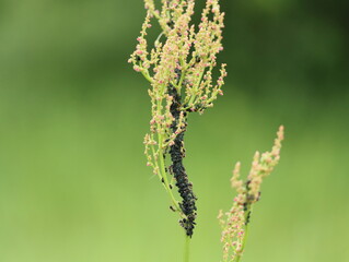 Black aphid ant farm on the stem of a field plant