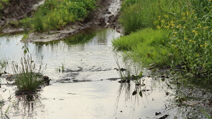 Crossing a small field stream