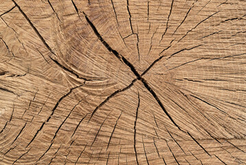 Oak wood texture on the transverse cut of the trunk