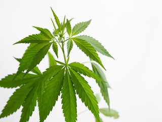 cannabis leaves.marijuana hemp weed