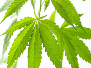 cannabis leaves.marijuana hemp weed