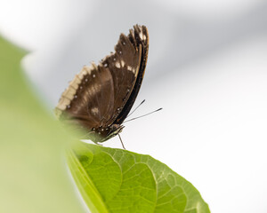 Close up shot of butterfly feeding on plant