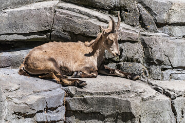 Alpine Ibex (also known as the steinbock or bouquetin) in Amsterdam Artis Zoo. Amsterdam Artis Zoo is oldest zoo in the country. Amsterdam, the Netherlands.