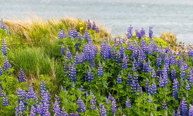 Fototapeta na wymiar Several Lupine wildflower plants by the lake shore in Iceland, selective focus.