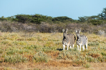 Fototapeta na wymiar Zebra in the grass nature habitat, Namibia Africa
