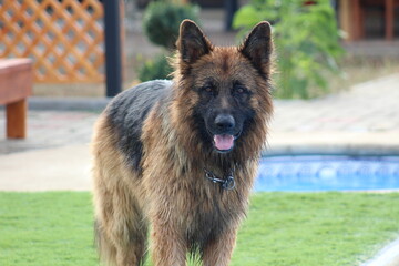 german shepherd dog
