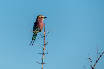 African lilac breasted roller (fork-tailed roller, lilac-throated roller, Mosilikatze's roller) is national bird of Kenya and perched on a tree