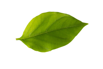 Obraz premium leaf isolated on white background