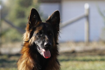 german shepherd dog