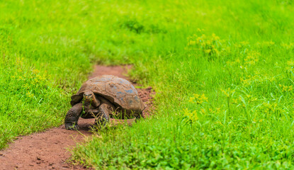A Floreana giant tortoise walking in the grass