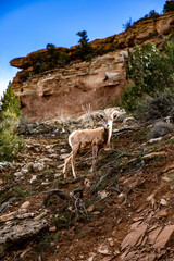 BIG HORNED SHEEP IN COLORADO AT THE MONUMENT