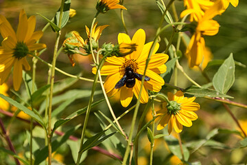 Large bee pollinating on a yellow daisy .