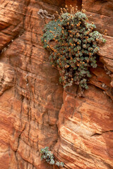 close up of sandstone rocks and plants