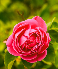 Beautiful close-up of a rose garden