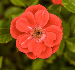 Beautiful close-up of a rose garden