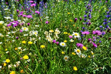 Colorful flower meadow in June