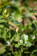 A rose bud blooms on a stem with thorns.