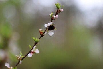 buds and flowers of a cherry tree with a sitting beetle
