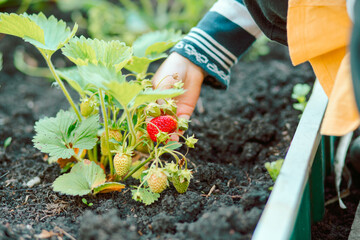Fototapeta premium Little girl hand taking care of garden.The girl looks like strawberries harvest ripens. Happy childhood. Contryside.