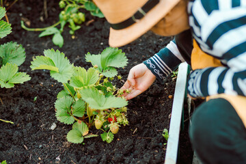 Fototapeta premium Cute little girl taking care of her garden.The girl looks like strawberries harvest ripens. Happy childhood. Contryside.
