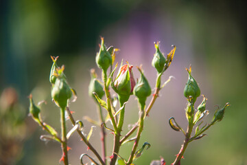 Green rose buds on a background of sunlight.