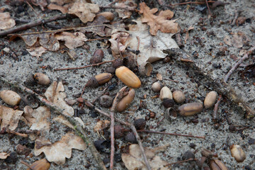 Chestnuts, acorns and leaves on damp ground. Dry acorns and chestnuts among the leaves