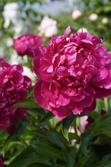 Beautiful blooming terry pink peony flower close-up in the garden