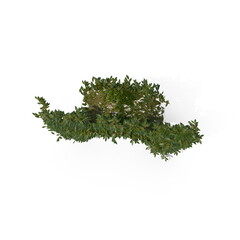 Fototapeta premium 3D illustration of a realistic Ivy plant