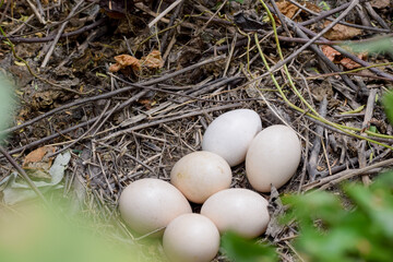 The eggs of peacock in it's nest. Wildlife Scene of Nature in India