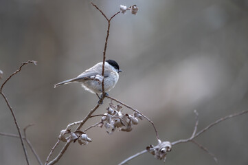 bird, robin, natur, wild lebende tiere, tier, rot, wild, ast