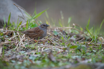 bird, natur, spatz, wild lebende tiere, tier, wild, gras, green