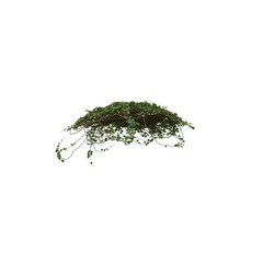 Fototapeta premium 3D illustration of a realistic Ivy plant 