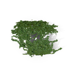 Obraz premium 3D illustration of a realistic Ivy plant 