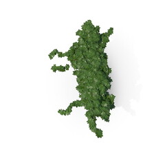 3D illustration of a realistic Ivy plant