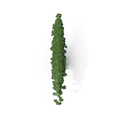 3D illustration of a realistic Ivy plant