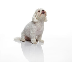 Maltese dog photographed on a white back ground in studio
