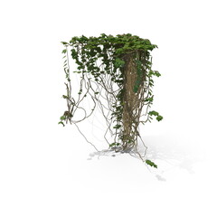 3D illustration of a realistic Ivy plant