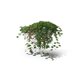 Fototapeta premium 3D illustration of a realistic Ivy plant