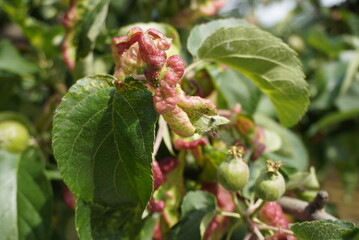 Rosy leaf-curling apple aphids (Dysaphis devecta), apple tree pest. Detail of affected leaf.