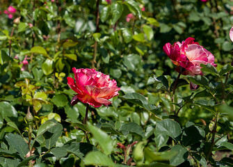 two pink roses in garden
