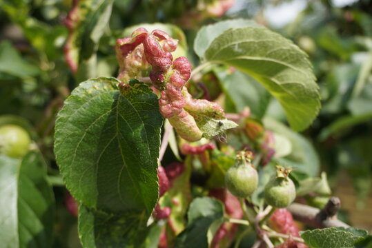 Rosy leaf-curling apple aphids (Dysaphis devecta), apple tree pest. Detail of affected leaf.